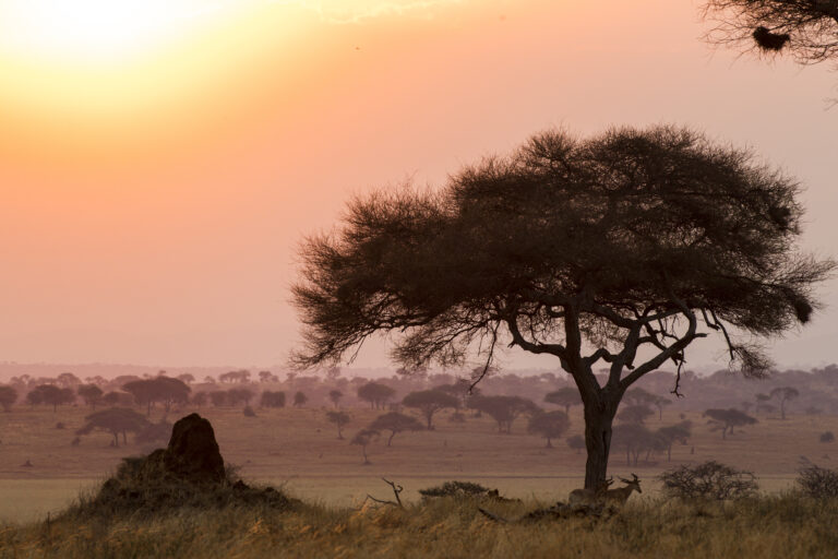 2-Day Private Luxury Safari: Tarangire and Ngorongoro Crater