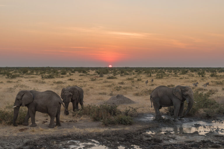 3 Days Serengeti Express