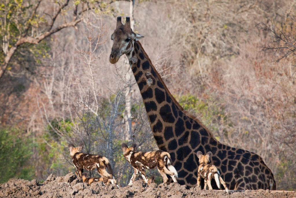 4-Day Budget Camping Northern Circuit Safari