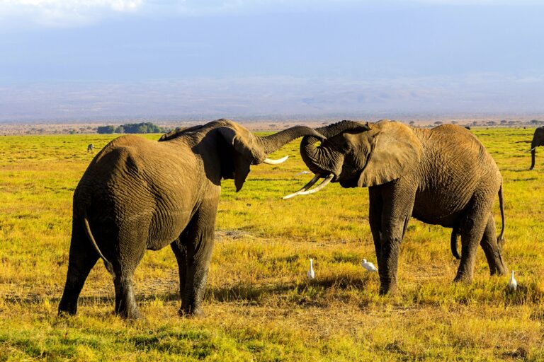 Private Safari vs Group Safari: Which One Is Right for You?