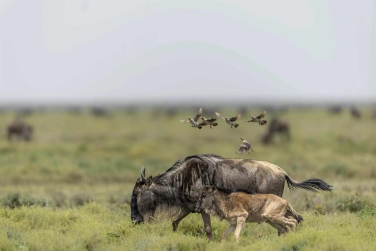 3-Day Ndutu Calving Season Safari