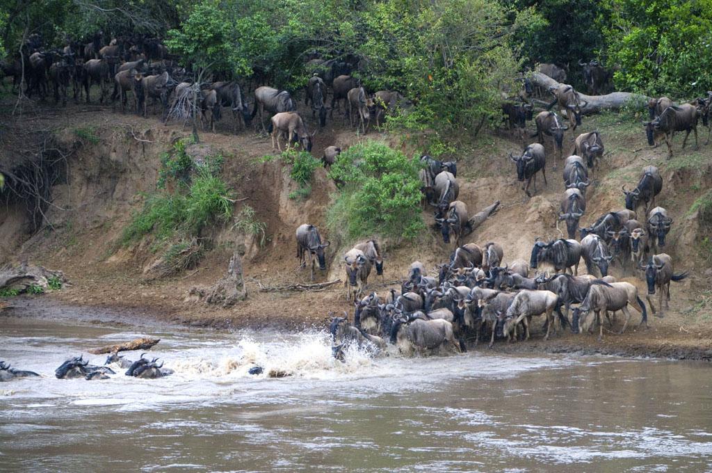 5-Day Great Migration Safari from Zanzibar
