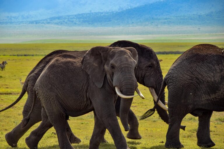 9-Day Budget Camping Northern Circuit & Zanzibar
