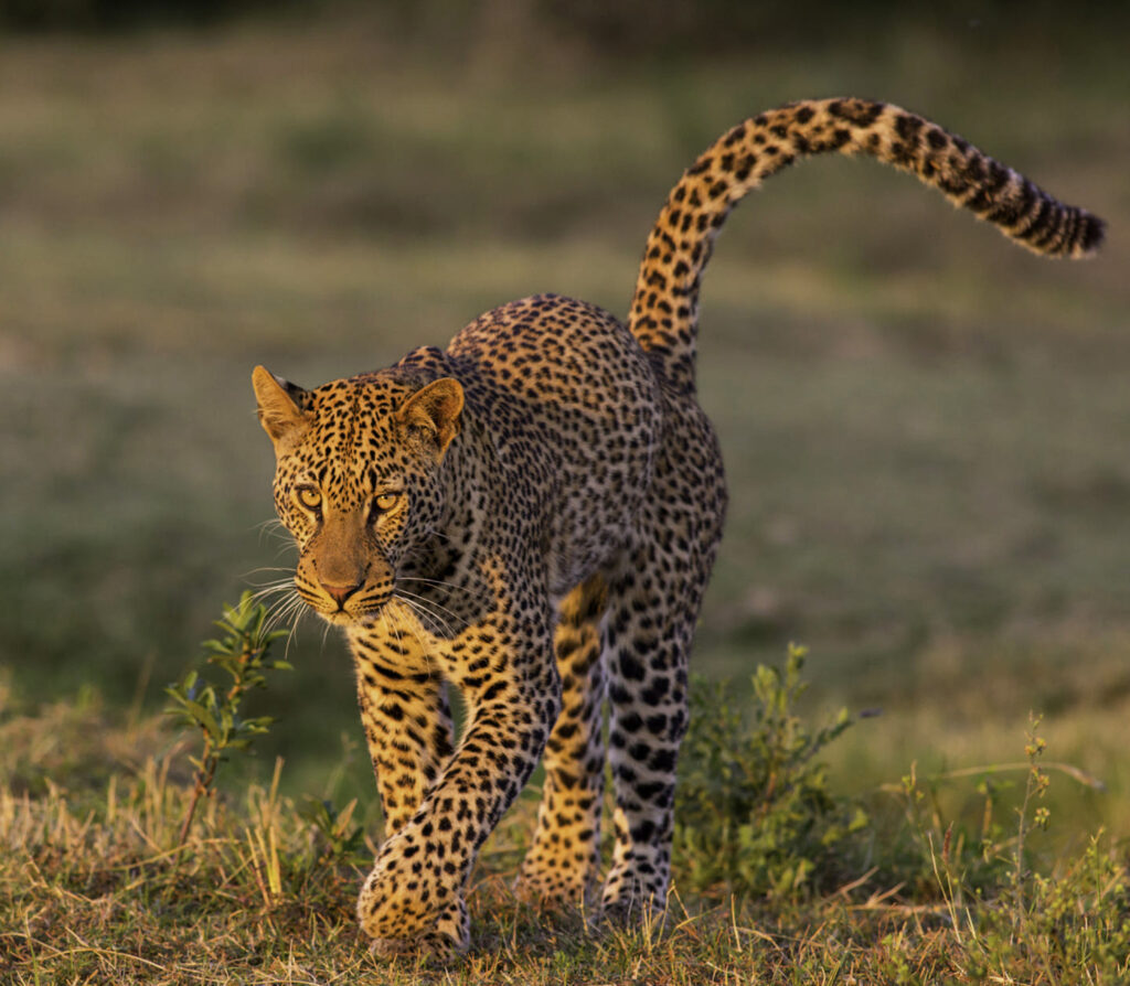 5-Day Budget Camping Northern Circuit Safaris