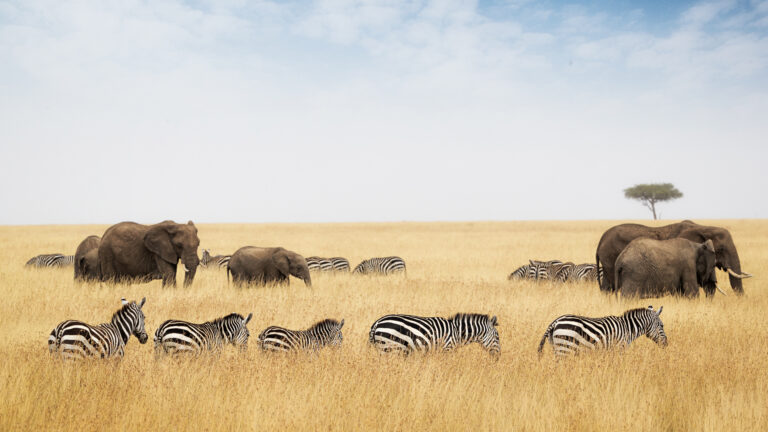 7 Days Family Safari Adventure Tanzania