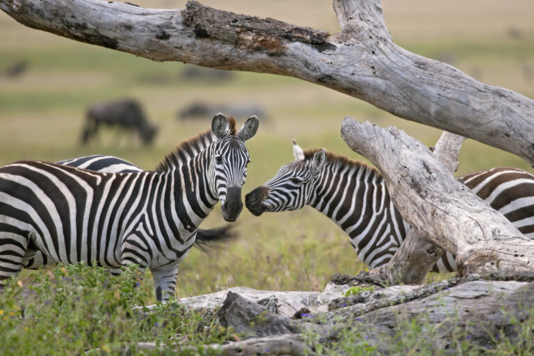 5-Day Tarangire, Serengeti & Ngorongoro Lodge Safari