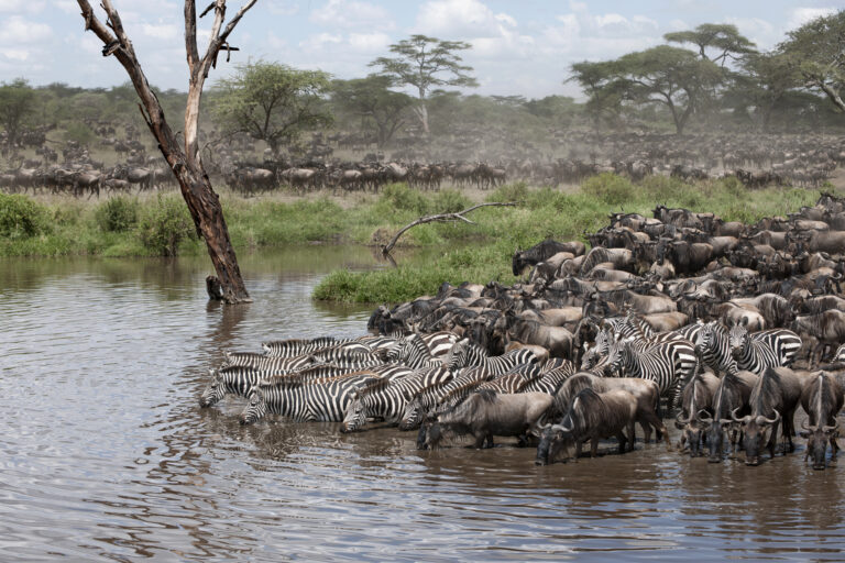 5-Day Budget Group Safari: Tarangire, Serengeti and Ngorongoro Crater